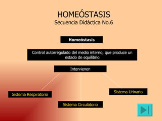 HOMEÓSTASIS Secuencia Didáctica No.6 Homeóstasis Control autorregulado del medio interno, que produce un estado de equilibrio Intervienen Sistema Respiratorio Sistema Circulatorio Sistema Urinario 