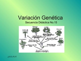 Variación Genética  Secuencia Didáctica No.15 GERR 