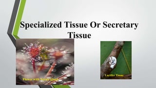 Specialized Tissue Or Secretary
Tissue
Flower with Nector gland
Lactifer Tissue
 