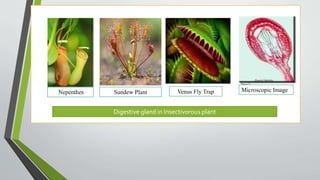 Digestive gland in Insectivorous plant
Nepenthes Sundew Plant Venus Fly Trap Microscopic Image
 