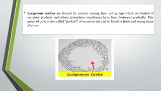 • Lysigenous cavities are formed by cavities coming from cell groups which are loaded of
secretory products and whose protoplasm membranes have been destroyed gradually. This
group of cells is also called "pockets" of secretion and can be found in fruits and young stems
of citrus
 