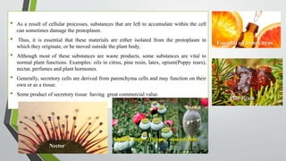 • As a result of cellular processes, substances that are left to accumulate within the cell
can sometimes damage the protoplasm.
• Thus, it is essential that these materials are either isolated from the protoplasm in
which they originate, or be moved outside the plant body.
• Although most of these substances are waste products, some substances are vital to
normal plant functions. Examples: oils in citrus, pine resin, latex, opium(Poppy tears),
nectar, perfumes and plant hormones.
• Generally, secretory cells are derived from parenchyma cells and may function on their
own or as a tissue.
• Some product of secretory tissue having great commercial value.
Essential oil from Citrus
Opium Poppy (Papaver somniferum)
Pine Resin
Nector
 