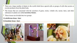 • There are a large number of plants in the world which have special cells or groups of cells that secrete or
excrete products from the plant body.
• The tissues that are concerned with the secretion of gums, resins, volatile oils, nectar, latex, and other
substances in plants are called secretory tissues.
• These tissues are divided into two groups.
1.Laticiferous tissue / duct
2.Glandular tissue / duct
 