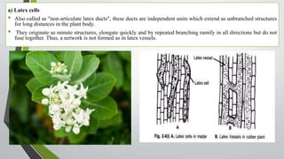 a) Latex cells
• Also called as "non-articulate latex ducts", these ducts are independent units which extend as unbranched structures
for long distances in the plant body.
• They originate as minute structures, elongate quickly and by repeated branching ramify in all directions but do not
fuse together. Thus, a network is not formed as in latex vessels.
 