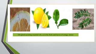 Oil-gland secreting essential oils, as in the fruits and leaves of orange, lemon
 