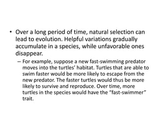 • Over a long period of time, natural selection can
lead to evolution. Helpful variations gradually
accumulate in a species, while unfavorable ones
disappear.
– For example, suppose a new fast-swimming predator
moves into the turtles’ habitat. Turtles that are able to
swim faster would be more likely to escape from the
new predator. The faster turtles would thus be more
likely to survive and reproduce. Over time, more
turtles in the species would have the “fast-swimmer”
trait.
 