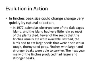 Evolution in Action
• In finches beak size could change change very
quickly by natural selection.
– In 1977, scientists observed one of the Galapagos
Island, and the island had very little rain so most
of the plants died. Fewer of the seeds that the
finches usually ate were available. Instead, the
birds had to eat large seeds that were enclosed in
tough, thorny seed pods. Finches with larger and
stronger beaks were able to survive. The next year
many of the finches produced had larger and
stronger beaks.
 