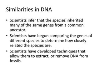 Similarities in DNA
• Scientists infer that the species inherited
many of the same genes from a common
ancestor.
• Scientists have begun comparing the genes of
different species to determine how closely
related the species are.
• Scientists have developed techniques that
allow them to extract, or remove DNA from
fossils.
 