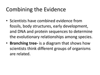 Combining the Evidence
• Scientists have combined evidence from
fossils, body structures, early development,
and DNA and protein sequences to determine
the evolutionary relationships among species.
• Branching tree- is a diagram that shows how
scientists think different groups of organisms
are related.
 
