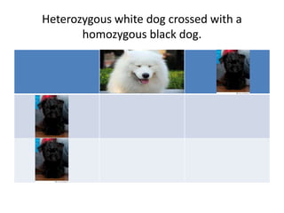 Heterozygous white dog crossed with a
homozygous black dog.
 
