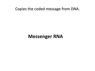 Copies the coded message from DNA.
Messenger RNA
 