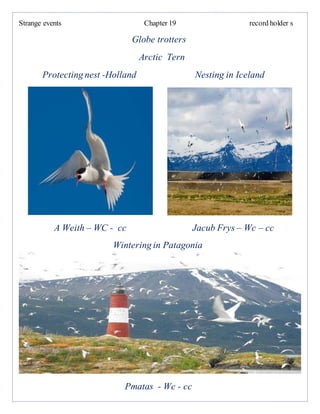 Strange events Chapter 19 record holder s
Globe trotters
Arctic Tern
Protecting nest -Holland Nesting in Iceland
A Weith – WC - cc Jacub Frys – Wc – cc
Wintering in Patagonia
Pmatas - Wc - cc
 