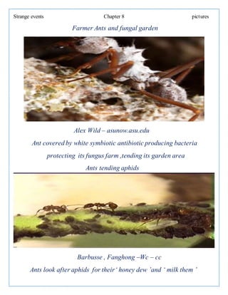 Strange events Chapter 8 pictures
Farmer Ants and fungal garden
Alex Wild – asunow.asu.edu
Ant covered by white symbiotic antibiotic producing bacteria
protecting its fungus farm ,tending its garden area
Ants tending aphids
Barbusse , Fanghong –Wc – cc
Ants look after aphids for their‘ honey dew ’and ‘ milk them ’
 