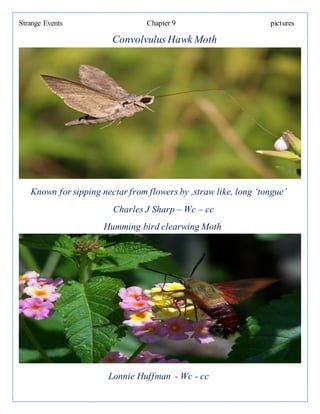 Strange Events Chapter 9 pictures
Convolvulus Hawk Moth
Known for sipping nectar from flowers by ,straw like, long ‘tongue’
Charles J Sharp – Wc – cc
Humming bird clearwing Moth
Lonnie Huffman - Wc - cc
 