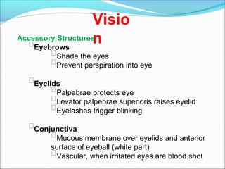 Visio
n
Accessory Structures
Eyebrows
Shade the eyes
Prevent perspiration into eye
Eyelids
Palpabrae protects eye
Levator palpebrae superioris raises eyelid
Eyelashes trigger blinking
Conjunctiva
Mucous membrane over eyelids and anterior
surface of eyeball (white part)
Vascular, when irritated eyes are blood shot
 