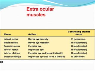 Extra ocular
muscles
 