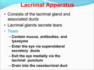 Lacrimal Apparatus
• Consists of the lacrimal gland and
associated ducts
• Lacrimal glands secrete tears
• Tears
– Contain mucus, antibodies, and
lysozyme
– Enter the eye via superolateral
excretory ducts
– Exit the eye medially via the
lacrimal punctum
– Drain into the nasolacrimal duct
 