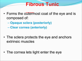 Fibrous Tunic
• Forms the outermost coat of the eye and is
composed of:
– Opaque sclera (posteriorly)
– Clear cornea (anteriorly)
• The sclera protects the eye and anchors
extrinsic muscles
• The cornea lets light enter the eye
 
