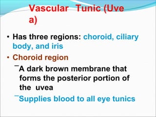 Vascular Tunic (Uve
a)
• Has three regions: choroid, ciliary
body, and iris
• Choroid region
–A dark brown membrane that
forms the posterior portion of
the uvea
–Supplies blood to all eye tunics
 