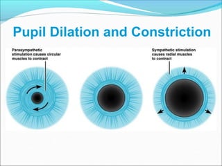 Pupil Dilation and Constriction
 