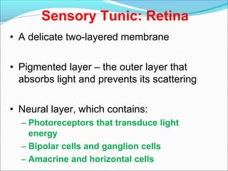 Sensory Tunic: Retina
• A delicate two-layered membrane
• Pigmented layer – the outer layer that
absorbs light and prevents its scattering
• Neural layer, which contains:
– Photoreceptors that transduce light
energy
– Bipolar cells and ganglion cells
– Amacrine and horizontal cells
 