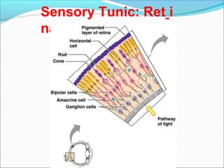 Sensory Tunic: Ret i
na
 