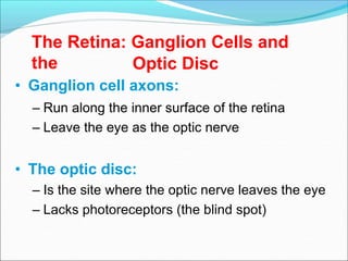 The Retina: Ganglion Cells and
the Optic Disc
• Ganglion cell axons:
– Run along the inner surface of the retina
– Leave the eye as the optic nerve
• The optic disc:
– Is the site where the optic nerve leaves the eye
– Lacks photoreceptors (the blind spot)
 