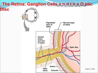 The Retina: Ganglion Cells a n d t h e O ptic
Disc
Figure 15.10b
 
