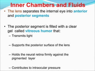 Inner Chambers and Fluids
• The lens separates the internal eye into anterior
and posterior segments
• The posterior segment is filled with a clear
gel called vitreous humor that:
– Transmits light
– Supports the posterior surface of the lens
– Holds the neural retina firmly against the
pigmented layer
– Contributes to intraocular pressure
 