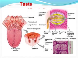 Taste
(Gustation)
 