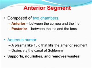 Anterior Segment
• Composed of two chambers
– Anterior – between the cornea and the iris
– Posterior – between the iris and the lens
• Aqueous humor
– A plasma like fluid that fills the anterior segment
– Drains via the canal of Schlemm
• Supports, nourishes, and removes wastes
 