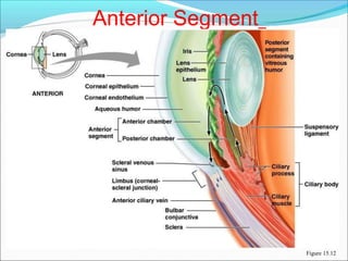 Anterior Segment
Figure 15.12
 