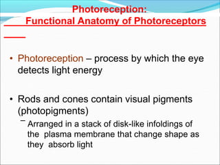 Photoreception:
Functional Anatomy of Photoreceptors
• Photoreception – process by which the eye
detects light energy
• Rods and cones contain visual pigments
(photopigments)
– Arranged in a stack of disk-like infoldings of
the plasma membrane that change shape as
they absorb light
 