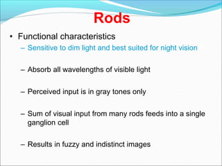 Rods
• Functional characteristics
– Sensitive to dim light and best suited for night vision
– Absorb all wavelengths of visible light
– Perceived input is in gray tones only
– Sum of visual input from many rods feeds into a single
ganglion cell
– Results in fuzzy and indistinct images
 