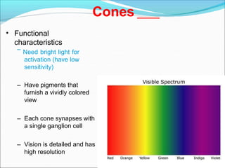 Cones
• Functional
characteristics
– Need bright light for
activation (have low
sensitivity)
– Have pigments that
furnish a vividly colored
view
– Each cone synapses with
a single ganglion cell
– Vision is detailed and has
high resolution
 