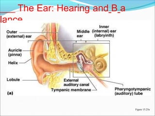 The Ear: Hearing and B a
lance
Figure 15.25a
 