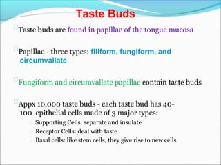 Taste buds are found in papillae of the tongue mucosa
Papillae - three types: filiform, fungiform, and
circumvallate
Fungiform and circumvallate papillae contain taste buds
Appx 10,000 taste buds - each taste bud has 40-
100 epithelial cells made of 3 major types:
Supporting Cells: separate and insulate
Receptor Cells: deal with taste
Basal cells: like stem cells, they give rise to new cells
Taste Buds
 