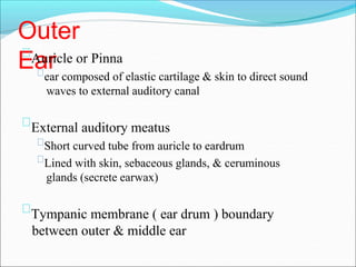 Outer
Ear
Auricle or Pinna
ear composed of elastic cartilage & skin to direct sound
waves to external auditory canal
External auditory meatus
Short curved tube from auricle to eardrum
Lined with skin, sebaceous glands, & ceruminous
glands (secrete earwax)
Tympanic membrane ( ear drum ) boundary
between outer & middle ear
 