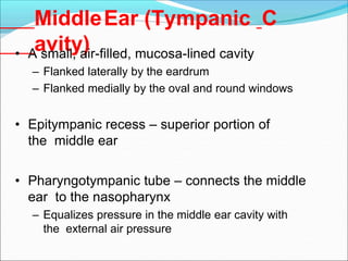 MiddleEar (Tympanic C
avity)
• A small, air-filled, mucosa-lined cavity
– Flanked laterally by the eardrum
– Flanked medially by the oval and round windows
• Epitympanic recess – superior portion of
the middle ear
• Pharyngotympanic tube – connects the middle
ear to the nasopharynx
– Equalizes pressure in the middle ear cavity with
the external air pressure
 