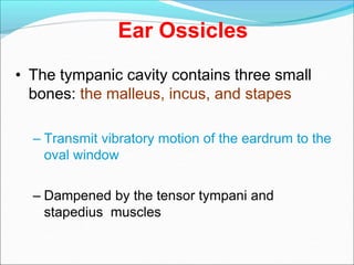 Ear Ossicles
• The tympanic cavity contains three small
bones: the malleus, incus, and stapes
– Transmit vibratory motion of the eardrum to the
oval window
– Dampened by the tensor tympani and
stapedius muscles
 