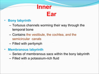Inner
Ear
• Bony labyrinth
– Tortuous channels worming their way through the
temporal bone
– Contains the vestibule, the cochlea, and the
semicircular canals
– Filled with perilymph
• Membranous labyrinth
– Series of membranous sacs within the bony labyrinth
– Filled with a potassium-rich fluid
 