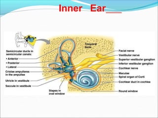 Inner Ear
 