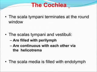 The Cochlea
• The scala tympani terminates at the round
window
• The scalas tympani and vestibuli:
– Are filled with perilymph
– Are continuous with each other via
the helicotrema
• The scala media is filled with endolymph
 