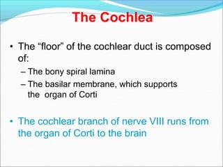 The Cochlea
• The “floor” of the cochlear duct is composed
of:
– The bony spiral lamina
– The basilar membrane, which supports
the organ of Corti
• The cochlear branch of nerve VIII runs from
the organ of Corti to the brain
 