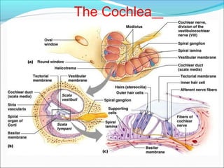 The Cochlea
 