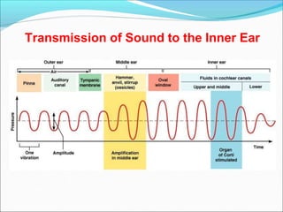 Transmission of Sound to the Inner Ear
 