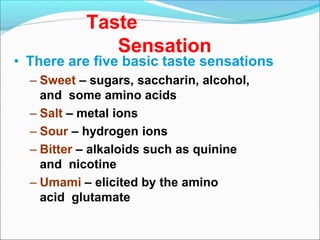 Taste
Sensation
• There are five basic taste sensations
– Sweet – sugars, saccharin, alcohol,
and some amino acids
– Salt – metal ions
– Sour – hydrogen ions
– Bitter – alkaloids such as quinine
and nicotine
– Umami – elicited by the amino
acid glutamate
 