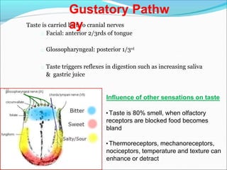 Taste is carried by two cranial nerves
Facial: anterior 2/3rds of tongue
Glossopharyngeal: posterior 1/3rd
Taste triggers reflexes in digestion such as increasing saliva
& gastric juice
Gustatory Pathw
ay
Influence of other sensations on taste
•Taste is 80% smell, when olfactory
receptors are blocked food becomes
bland
•Thermoreceptors, mechanoreceptors,
nociceptors, temperature and texture can
enhance or detract
 