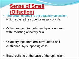 Sense of Smell
(Olfaction)
• The organ of smell is the olfactory epithelium,
which covers the superior nasal concha
• Olfactory receptor cells are bipolar neurons
with radiating olfactory cilia
• Olfactory receptors are surrounded and
cushioned by supporting cells
• Basal cells lie at the base of the epithelium
 