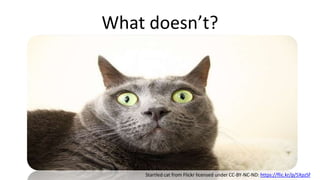 What doesn’t?
Startled cat from Flickr licensed under CC-BY-NC-ND: https://flic.kr/p/5XpzSf
 